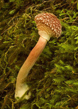 Image of Boletellus