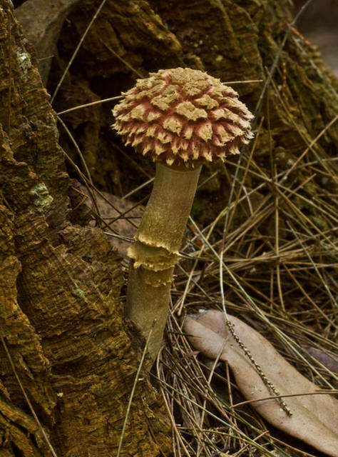 Image of Boletellus