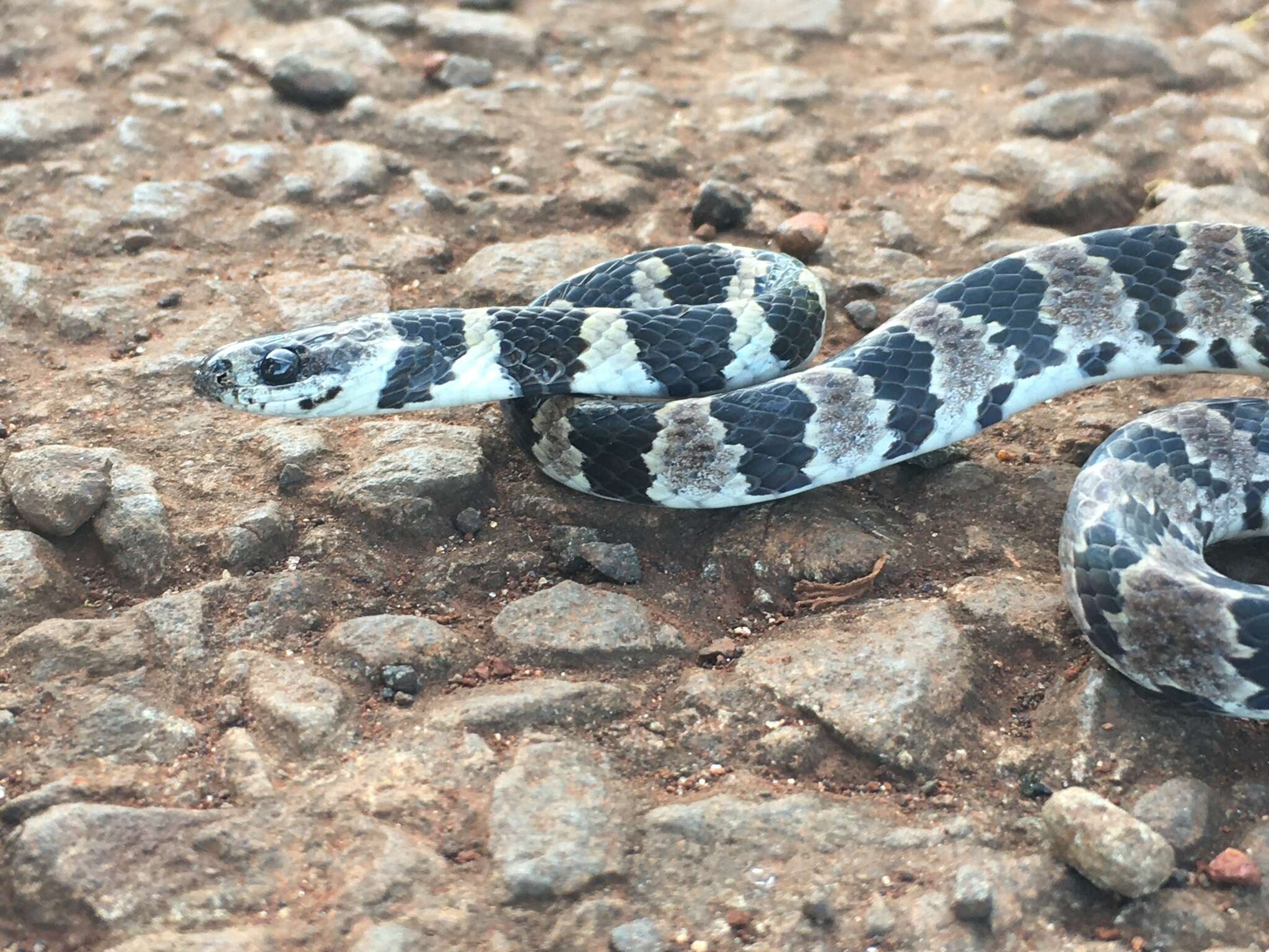 Image of Sibynomorphus mikanii (Schlegel 1837)