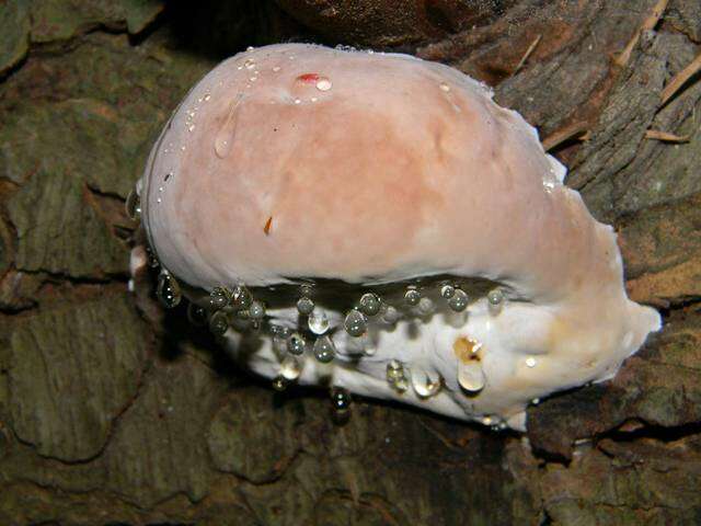 Image of Fomitopsis