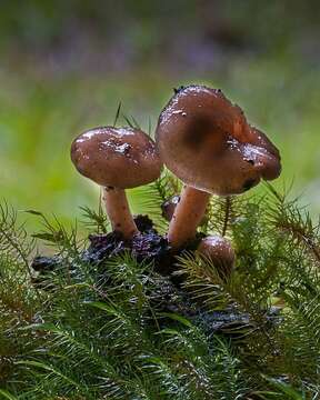 Image de Pholiota (Fr.) P. Kumm.