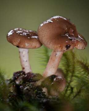 Image of Pholiota (Fr.) P. Kumm.