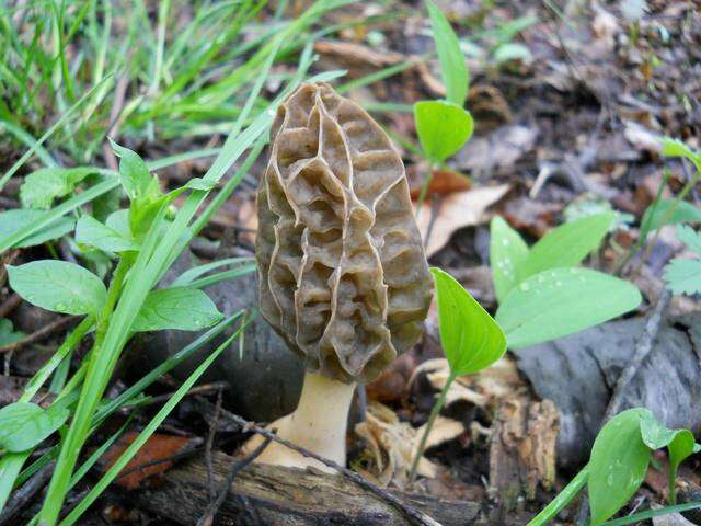 Plancia ëd Morchellaceae