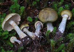 Слика од Cortinarius calaisopus Soop 2013