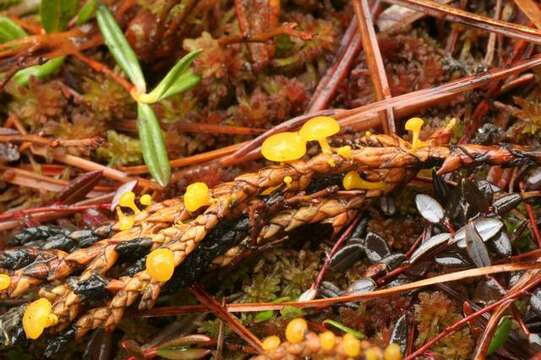 Imagem de Chloroscypha