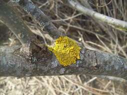 Image of orange wall lichen