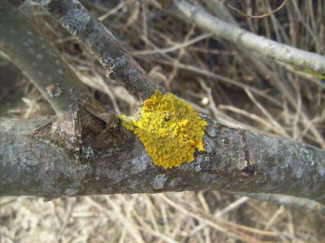 Image of orange wall lichen