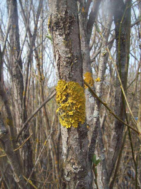 Image of orange wall lichen