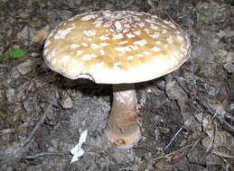 Image of Amanita