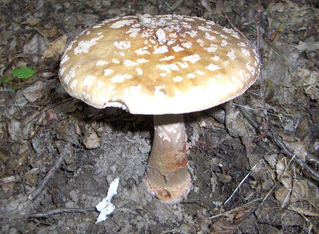 Imagem de Amanita