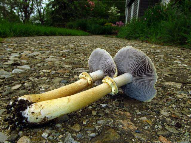 Image of Stropharia