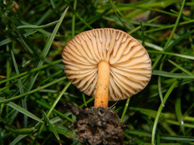 Image of Marasmius