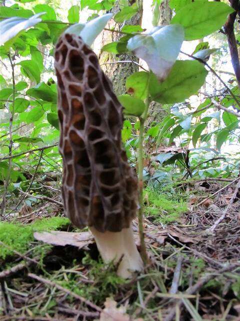 Image of Morchellaceae