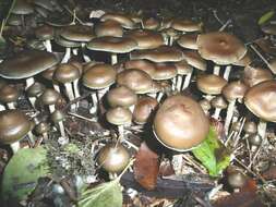 Image of Psilocybe ovoideocystidiata Guzmán & Gaines 2007