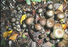 Image of Psilocybe ovoideocystidiata Guzmán & Gaines 2007