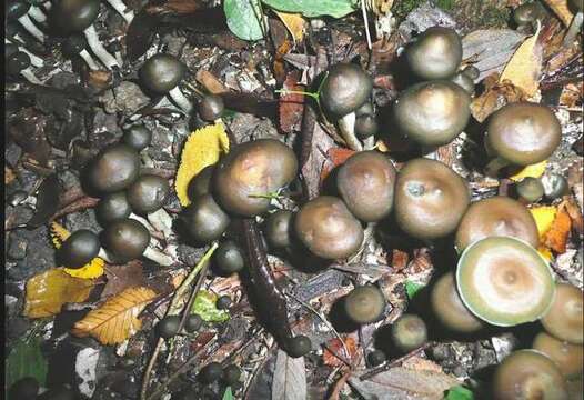 Image of Psilocybe ovoideocystidiata Guzmán & Gaines 2007