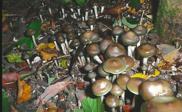 Image of Psilocybe ovoideocystidiata Guzmán & Gaines 2007