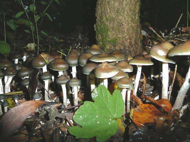 Image of Psilocybe ovoideocystidiata Guzmán & Gaines 2007