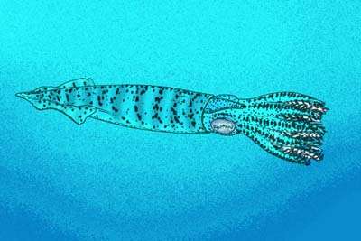 Image of Ostenoteuthidae