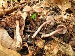 Imagem de Inocybe pusio P. Karst. 1889