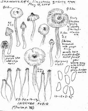 صورة Inocybe pusio P. Karst. 1889