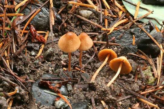 Image of Conocybe dumetorum (Velen.) Svrček 1956