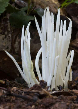 Image of Clavaria