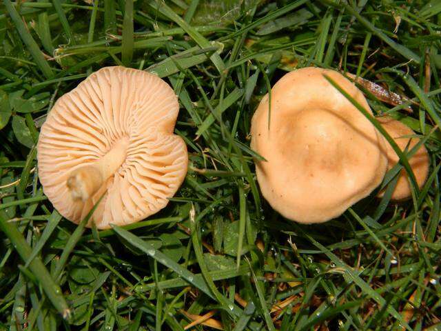 Image of Marasmius