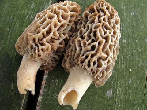 Image of Morchellaceae