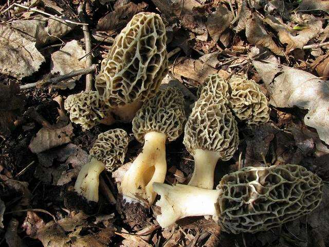 Image of Morchellaceae