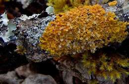 Image of orange wall lichen