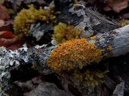 Image of orange wall lichen