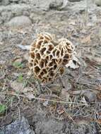 Image of Morchellaceae