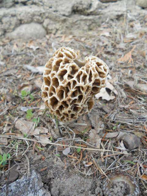 Image of Morchellaceae