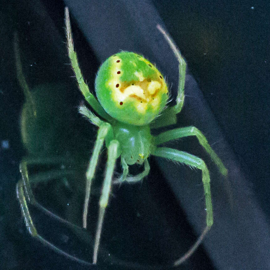 Image of Araneus cingulatus (Walckenaer 1841)