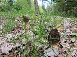 Image of Morchellaceae