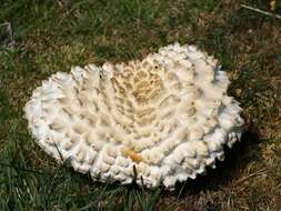 Image of Agaricus crocodilinus Murrill 1912