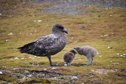 Image of Brown Skua