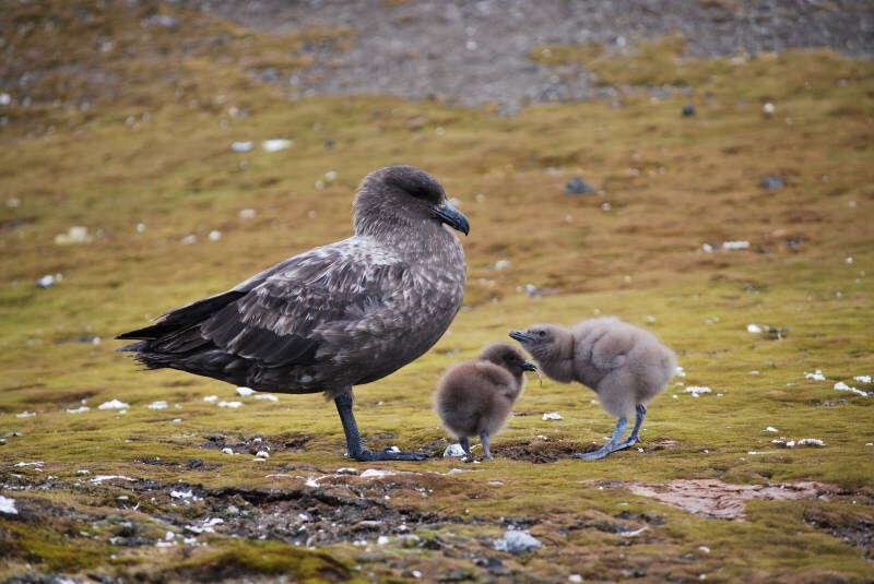 Image of Brown Skua