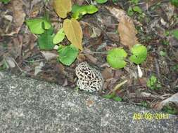 Image of Morchellaceae