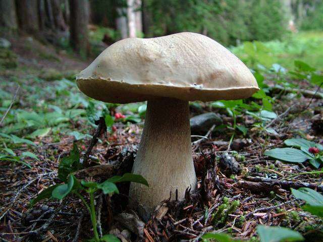 Image of Boletus