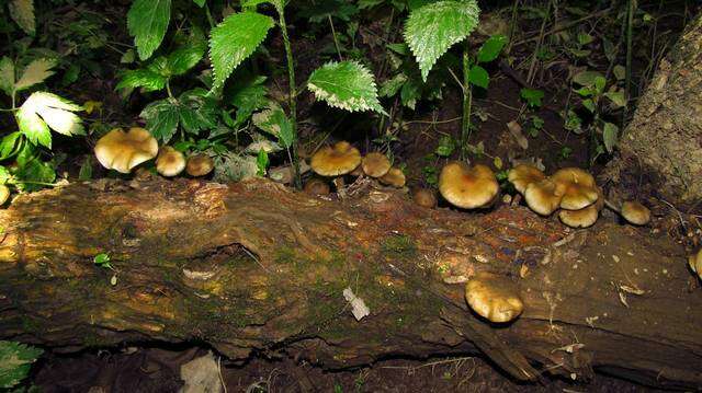 Image of Psilocybe ovoideocystidiata Guzmán & Gaines 2007