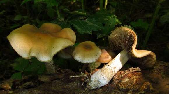 Image of Psilocybe ovoideocystidiata Guzmán & Gaines 2007