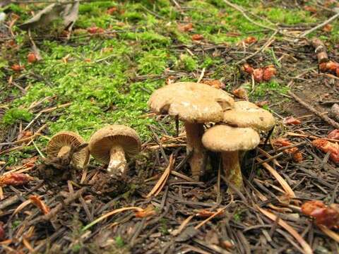 Image of Inocybe dulcamara (Pers.) P. Kumm. 1871