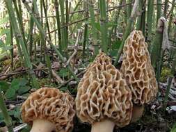 Image of Morchellaceae