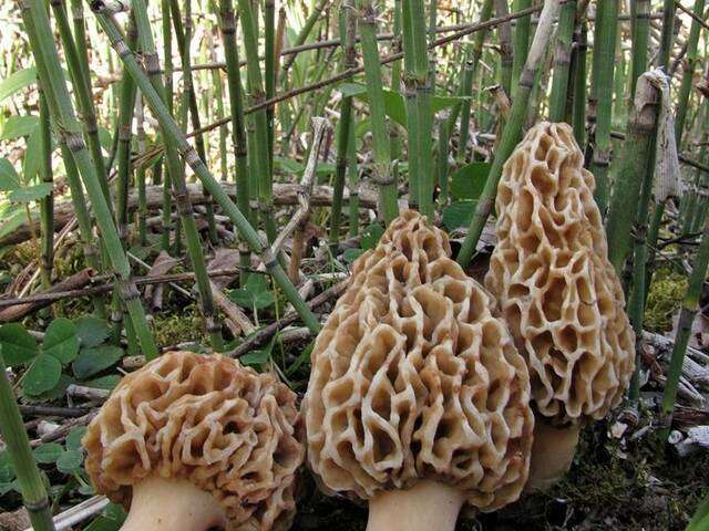 Image of Morchellaceae