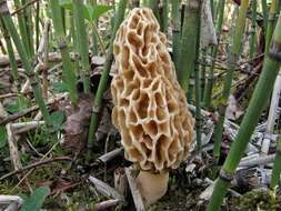 Image of Morchellaceae