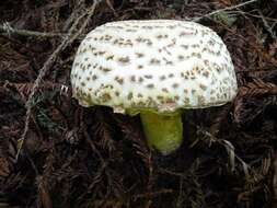 Image of Agaricus augustus Fr. 1838