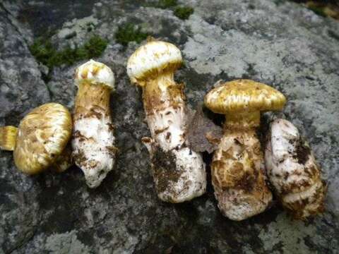 Image of Squamanita