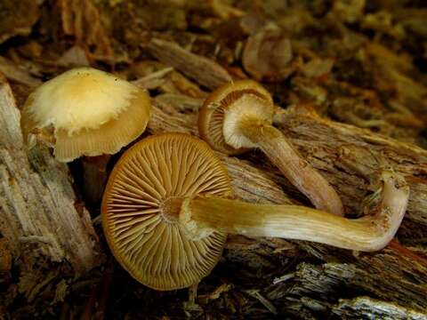 Image of Pholiota